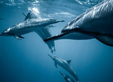 CBA扣篮王万磊在戈登中国行活动现场复刻他的世纪坐扣